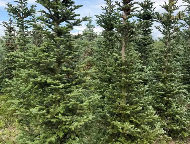 Jodła Kalifornijska (Abies concolor) – okaz 2 z oferty szkółki