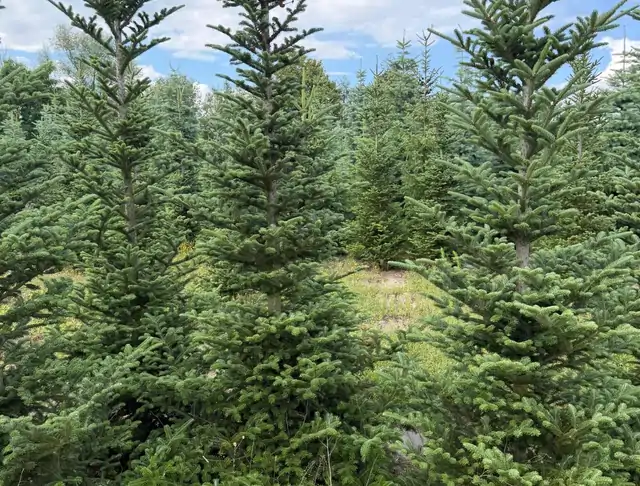 Jodła Kalifornijska (Abies concolor) – okaz 3 z oferty szkółki