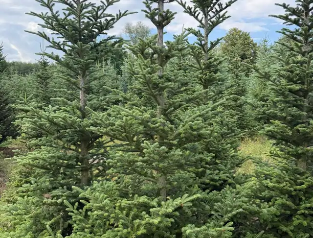Jodła Kalifornijska (Abies concolor) – okaz 4 z oferty szkółki