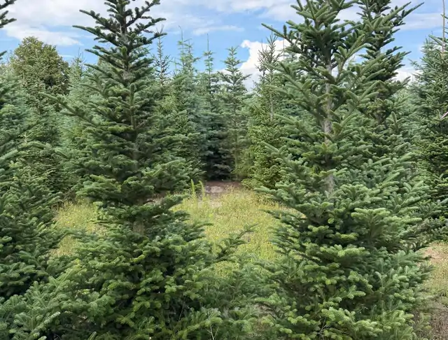 Jodła Kalifornijska (Abies concolor) – okaz 5 z oferty szkółki