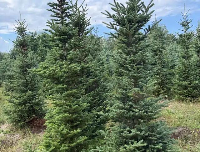 Jodła Kalifornijska (Abies concolor) – okaz 6 z oferty szkółki