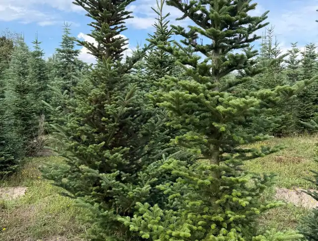 Jodła Kalifornijska (Abies concolor) – okaz 7 z oferty szkółki