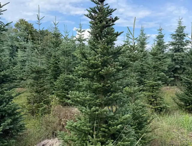 Jodła Kalifornijska (Abies concolor) – okaz 8 z oferty szkółki