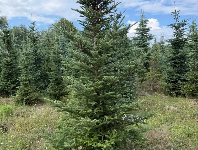 Jodła Kalifornijska (Abies concolor) – okaz 9 z oferty szkółki
