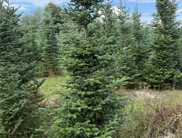 Jodła Kalifornijska (Abies concolor) – okaz 10 z oferty szkółki