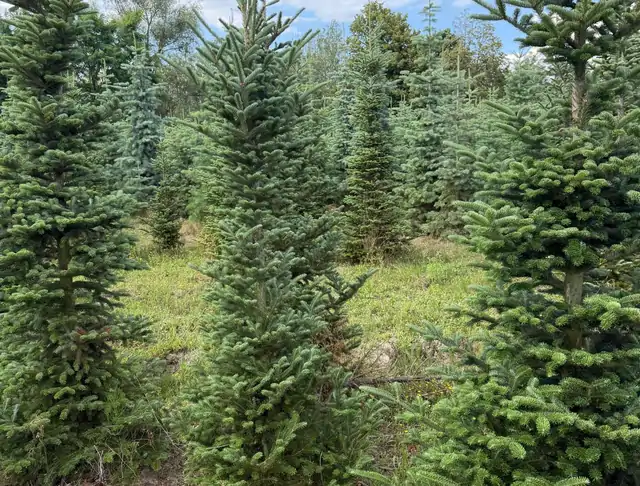 Jodła Kalifornijska (Abies concolor) – okaz 11 z oferty szkółki