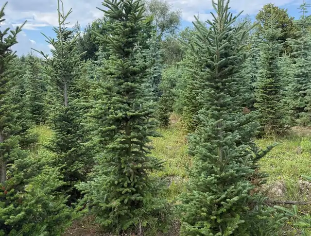 Jodła Kalifornijska (Abies concolor) – okaz 12 z oferty szkółki