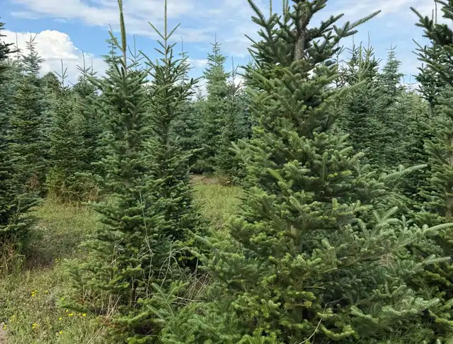 Jodła Kalifornijska (Abies concolor) – okaz 13 z oferty szkółki