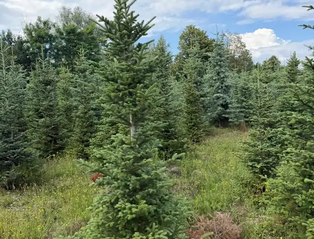 Jodła Kalifornijska (Abies concolor) – okaz 14 z oferty szkółki