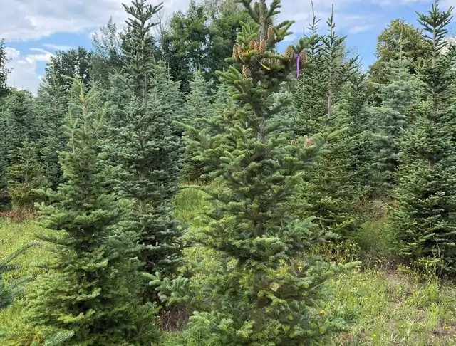 Jodła Kalifornijska (Abies concolor) – okaz 15 z oferty szkółki