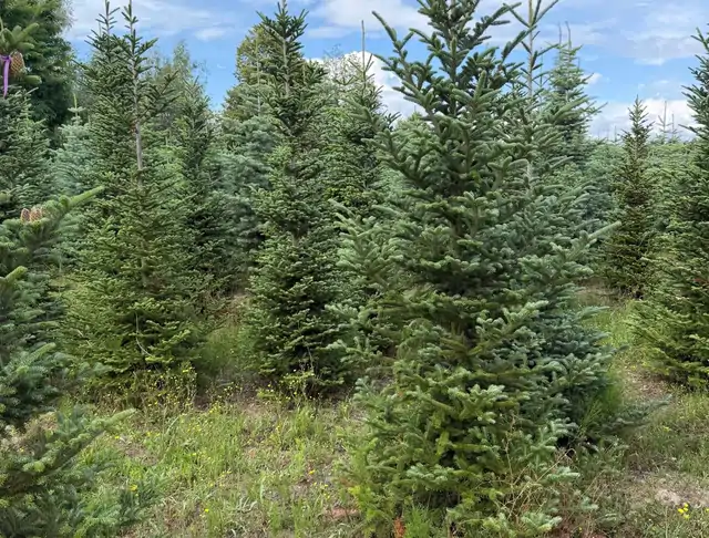 Jodła Kalifornijska (Abies concolor) – okaz 16 z oferty szkółki
