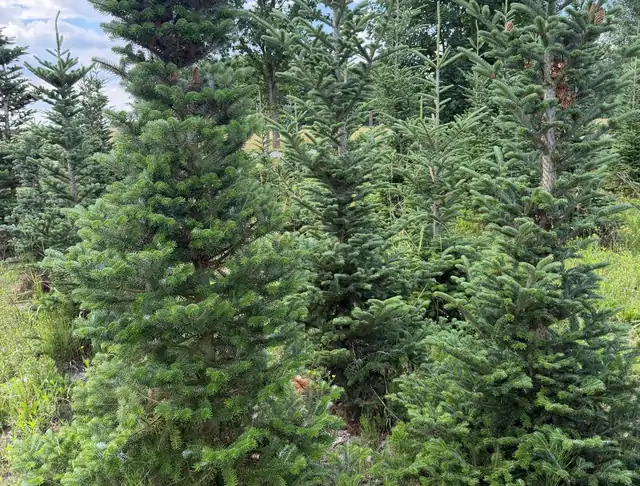Jodła Kalifornijska (Abies concolor) – okaz 17 z oferty szkółki