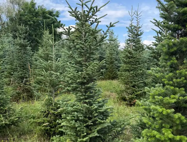Jodła Kalifornijska (Abies concolor) – okaz 18 z oferty szkółki