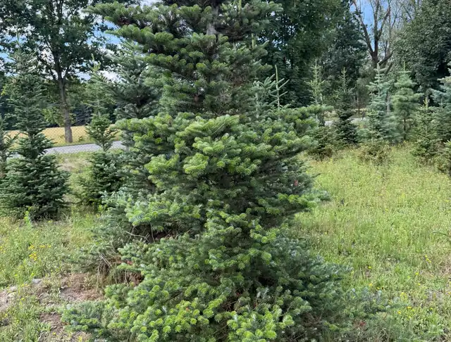 Jodła Kalifornijska (Abies concolor) – okaz 19 z oferty szkółki