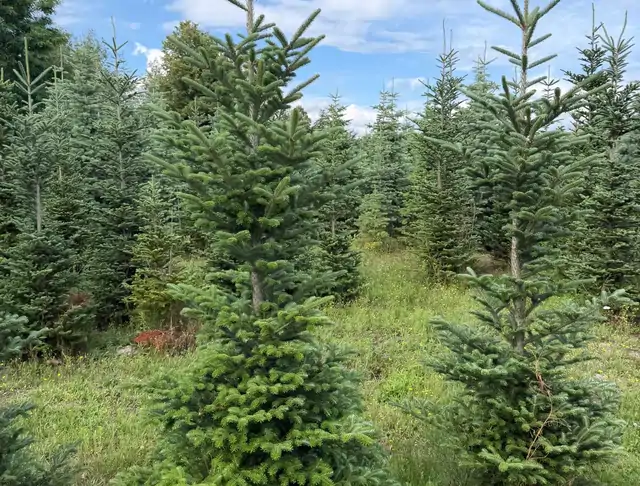 Jodła Kalifornijska (Abies concolor) – okaz 20 z oferty szkółki