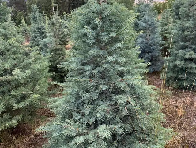 Jodła Kalifornijska (Abies concolor) – okaz 21 z oferty szkółki