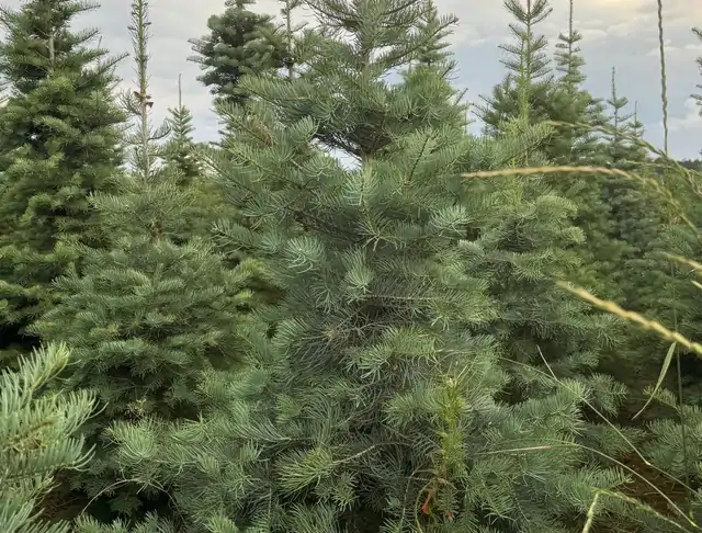Jodła Kalifornijska (Abies concolor) – okaz 22 z oferty szkółki