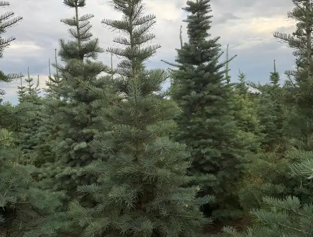 Jodła Kalifornijska (Abies concolor) – okaz 23 z oferty szkółki