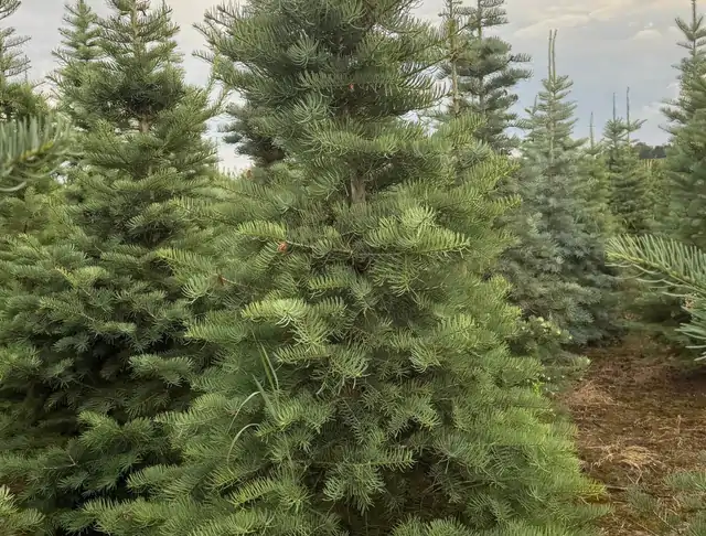 Jodła Kalifornijska (Abies concolor) – okaz 24 z oferty szkółki