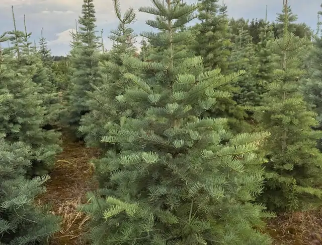Jodła Kalifornijska (Abies concolor) – okaz 25 z oferty szkółki