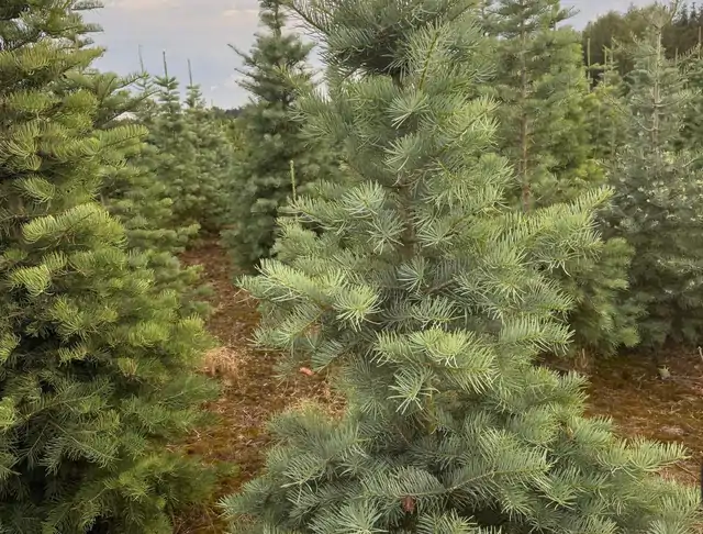 Jodła Kalifornijska (Abies concolor) – okaz 26 z oferty szkółki