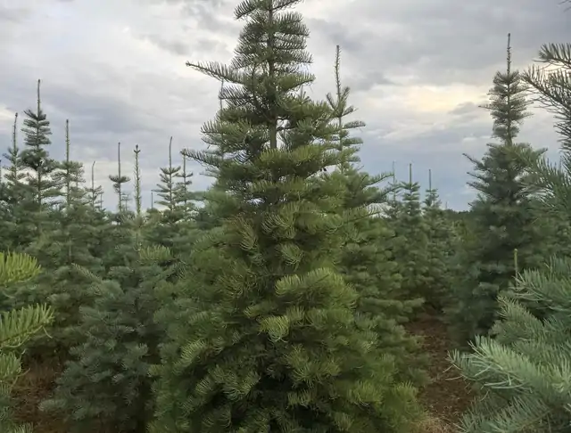 Jodła Kalifornijska (Abies concolor) – okaz 27 z oferty szkółki