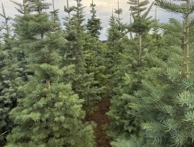 Jodła Kalifornijska (Abies concolor) – okaz 28 z oferty szkółki