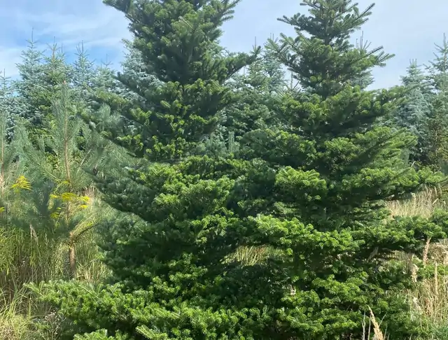 Jodła Koreańska (Abies koreana) – okaz 2 z oferty szkółki