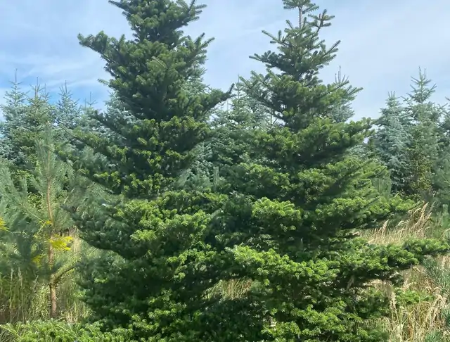 Jodła Koreańska (Abies koreana) – okaz 3 z oferty szkółki