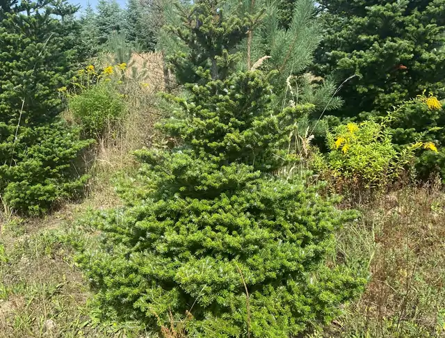 Jodła Koreańska (Abies koreana) – okaz 4 z oferty szkółki