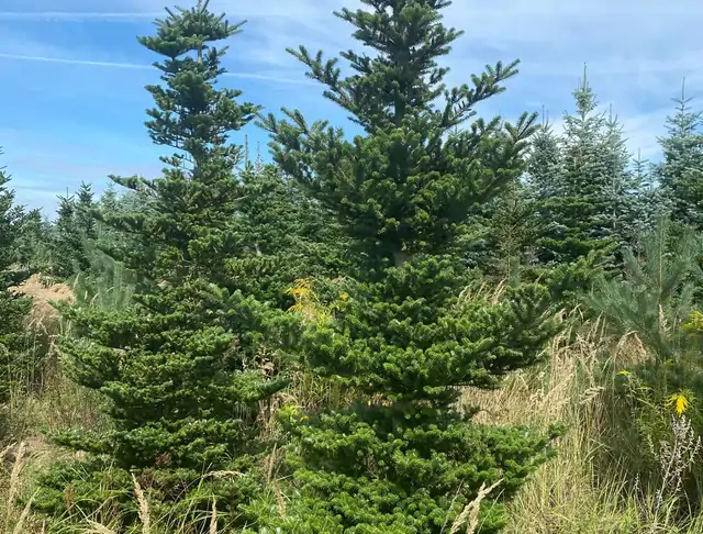 Jodła Koreańska (Abies koreana) – okaz 5 z oferty szkółki