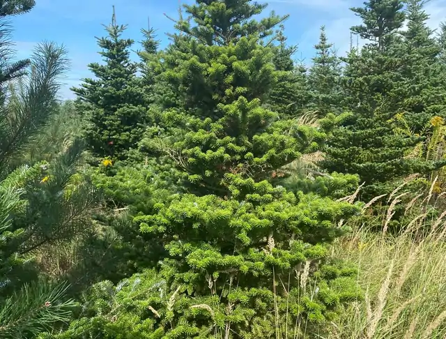 Jodła Koreańska (Abies koreana) – okaz 6 z oferty szkółki