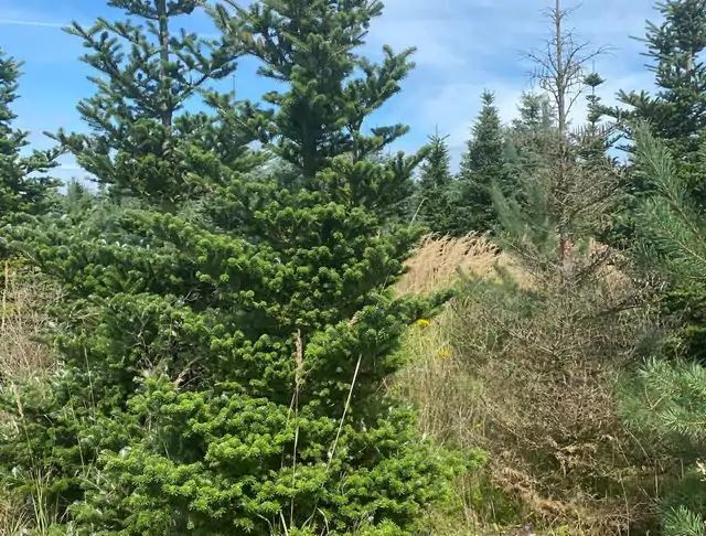 Jodła Koreańska (Abies koreana) – okaz 7 z oferty szkółki