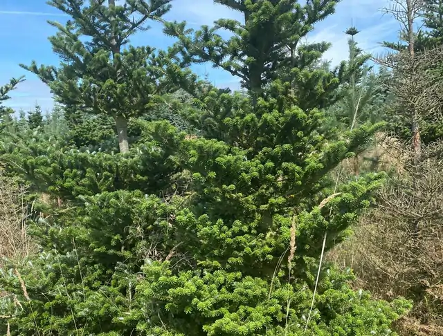 Jodła Koreańska (Abies koreana) – okaz 8 z oferty szkółki