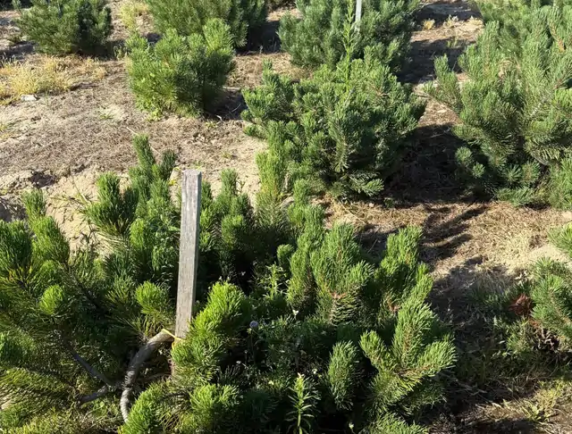 Kosodrzewina (Pinus mugo) – okaz 1 z oferty szkółki