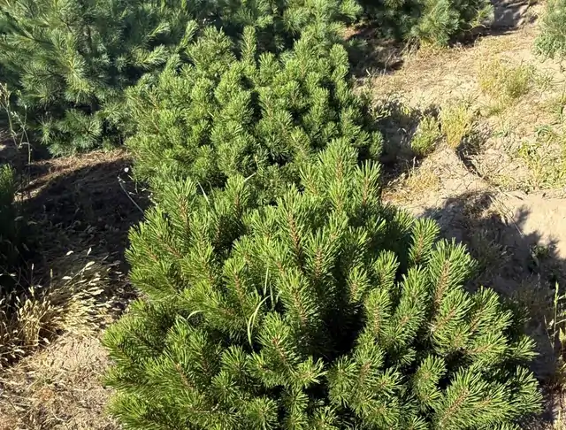 Kosodrzewina (Pinus mugo) – okaz 2 z oferty szkółki