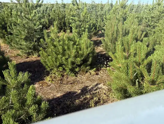 Kosodrzewina (Pinus mugo) – okaz 3 z oferty szkółki