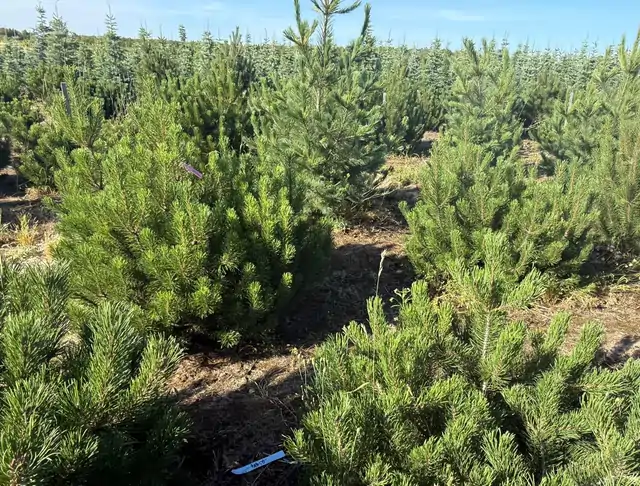 Kosodrzewina (Pinus mugo) – okaz 4 z oferty szkółki