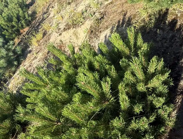Kosodrzewina (Pinus mugo) – okaz 5 z oferty szkółki