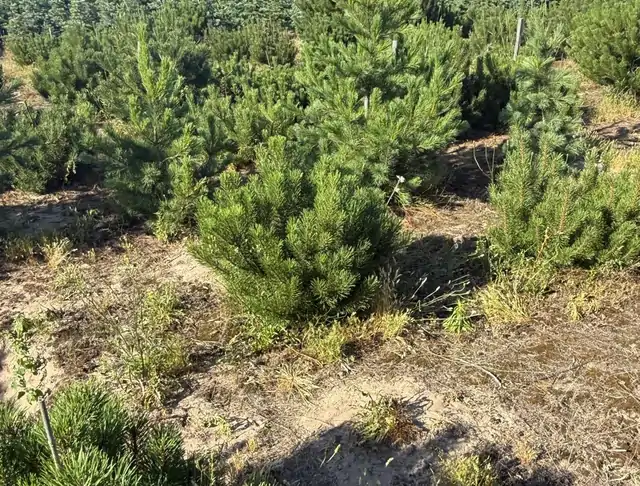 Kosodrzewina (Pinus mugo) – okaz 6 z oferty szkółki