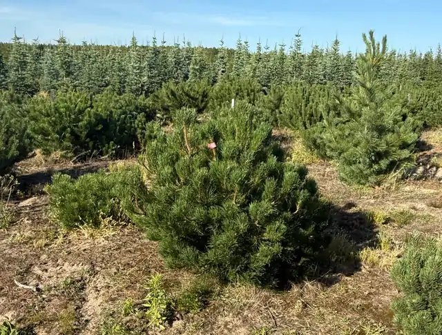 Kosodrzewina (Pinus mugo) – okaz 7 z oferty szkółki