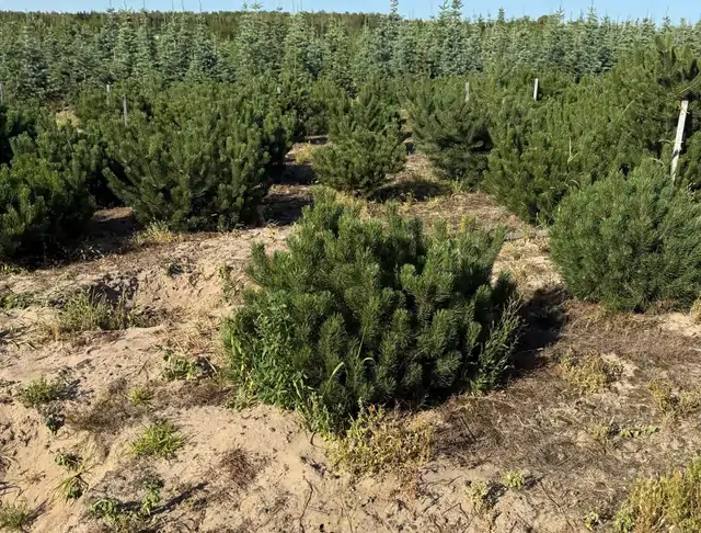 Kosodrzewina (Pinus mugo) – okaz 8 z oferty szkółki