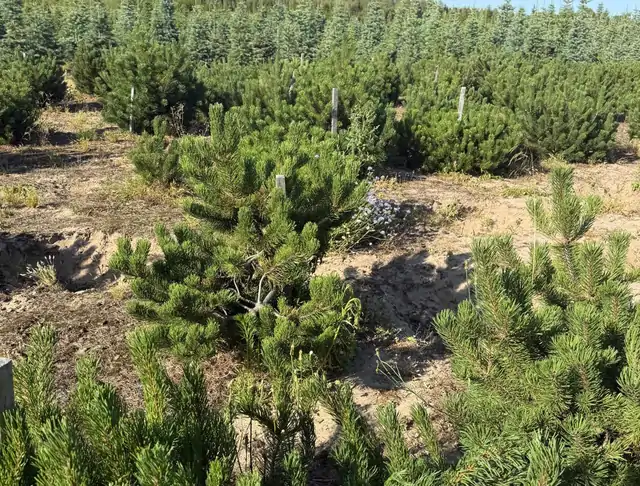 Kosodrzewina (Pinus mugo) – okaz 9 z oferty szkółki