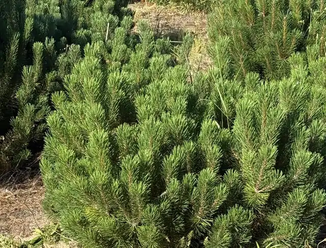 Kosodrzewina (Pinus mugo) – okaz 11 z oferty szkółki