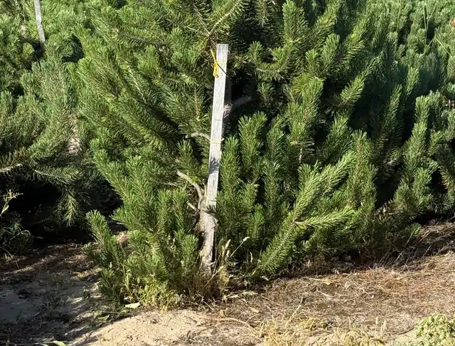 Kosodrzewina (Pinus mugo) – okaz 12 z oferty szkółki