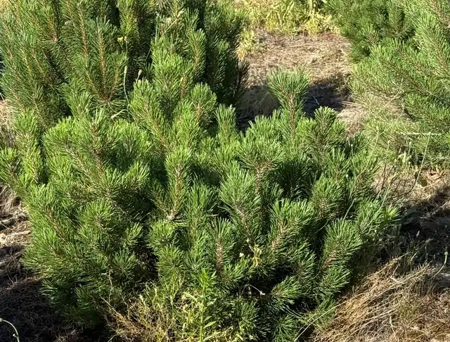 Kosodrzewina (Pinus mugo) – okaz 13 z oferty szkółki