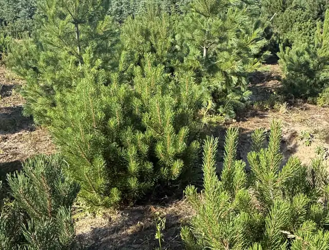 Kosodrzewina (Pinus mugo) – okaz 14 z oferty szkółki