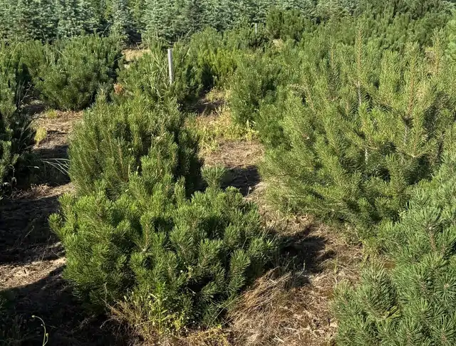 Kosodrzewina (Pinus mugo) – okaz 15 z oferty szkółki