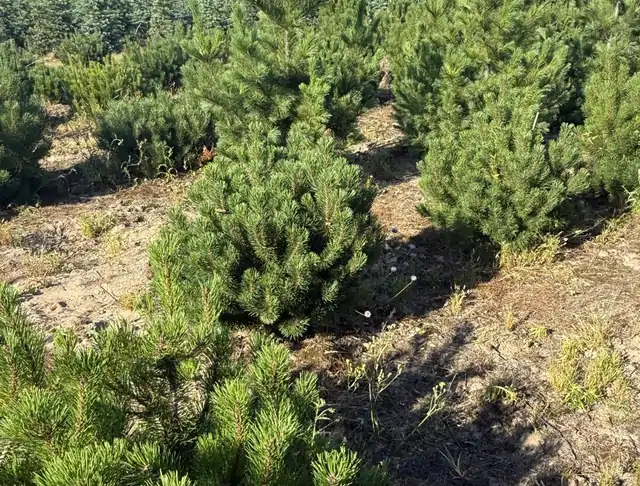 Kosodrzewina (Pinus mugo) – okaz 16 z oferty szkółki