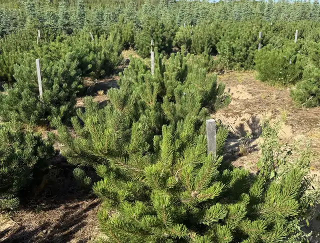 Kosodrzewina (Pinus mugo) – okaz 17 z oferty szkółki